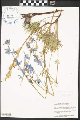 Delphinium carolinianum image