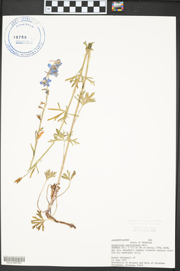 Delphinium carolinianum image