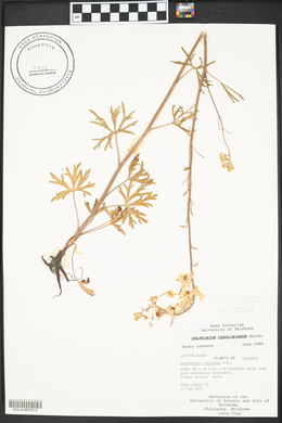 Delphinium carolinianum image