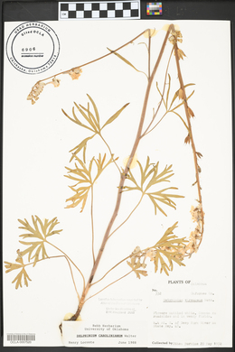 Delphinium carolinianum image