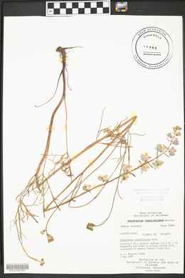 Delphinium carolinianum image