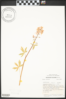 Delphinium tricorne image