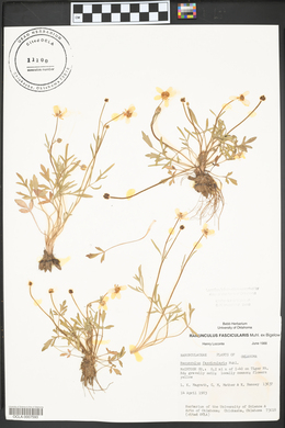 Ranunculus fascicularis image