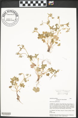 Ranunculus parviflorus image