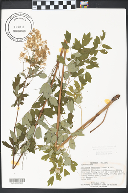 Thalictrum dasycarpum image