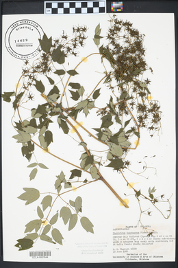 Thalictrum dasycarpum image