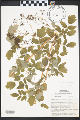 Thalictrum amphibolum image