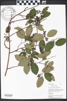 Berchemia scandens image