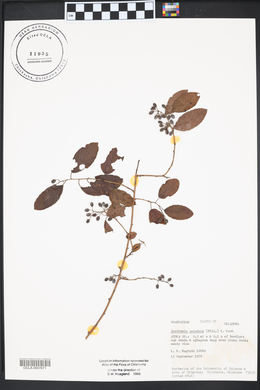 Berchemia scandens image