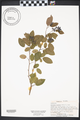 Berchemia scandens image