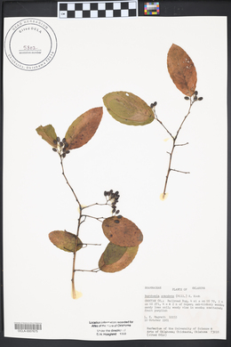 Berchemia scandens image