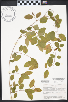 Berchemia scandens image