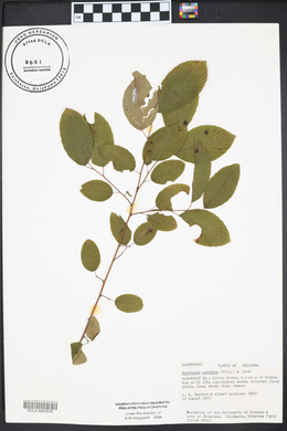 Berchemia scandens image