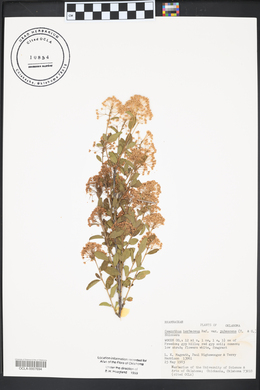 Ceanothus herbaceus image
