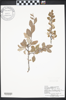 Cercocarpus montanus image