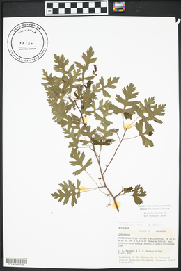 Crataegus marshallii image