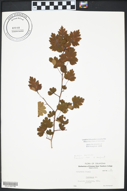 Crataegus marshallii image