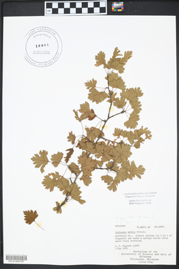 Crataegus marshallii image