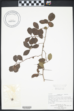 Crataegus uniflora image