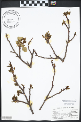 Prunus armeniaca image