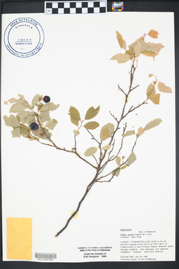Prunus gracilis image
