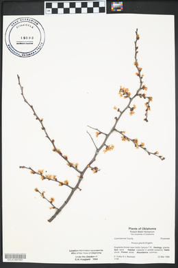 Prunus gracilis image