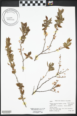 Prunus gracilis image