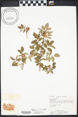 Rosa setigera image