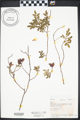 Rosa foliolosa image