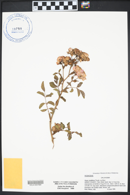 Rosa multiflora image