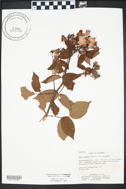 Rosa setigera image