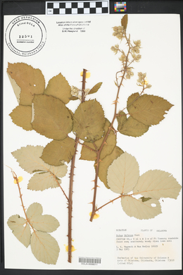 Rubus bifrons image