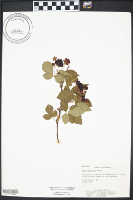 Rubus trivialis image