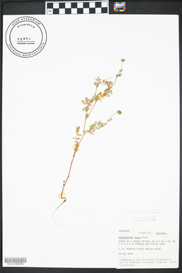 Sanguisorba annua image