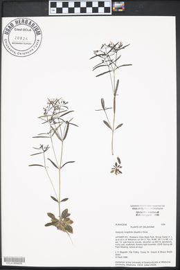 Houstonia longifolia image