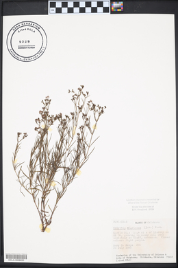 Stenaria nigricans var. nigricans image