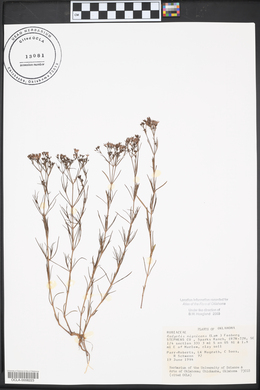 Stenaria nigricans image