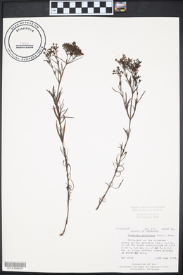 Stenaria nigricans image