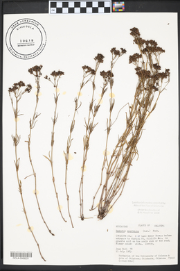 Stenaria nigricans image
