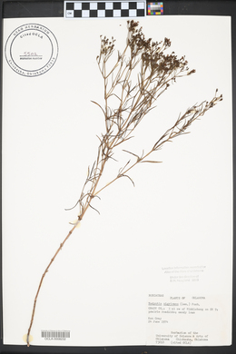 Stenaria nigricans image