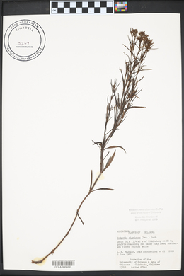 Stenaria nigricans image