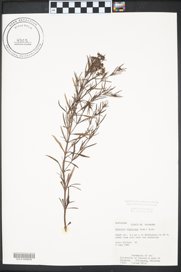 Stenaria nigricans image