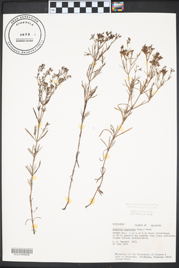 Stenaria nigricans var. nigricans image
