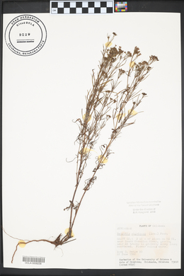 Stenaria nigricans image