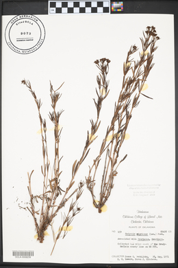 Stenaria nigricans image