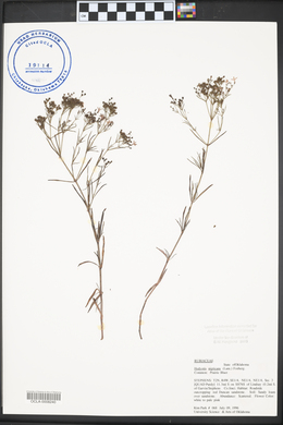 Stenaria nigricans image