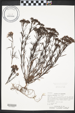 Stenaria nigricans image