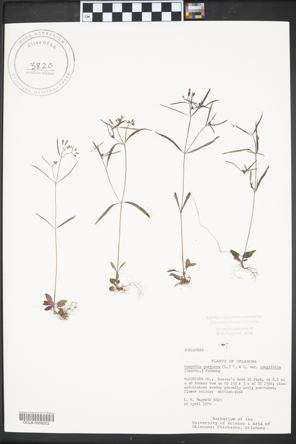 Hedyotis purpurea var. longifolia image