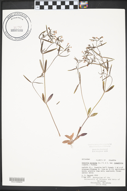 Hedyotis purpurea var. longifolia image