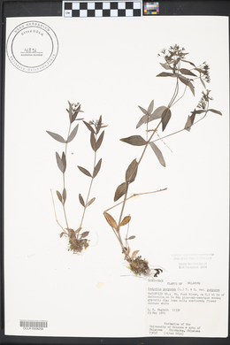 Hedyotis purpurea image